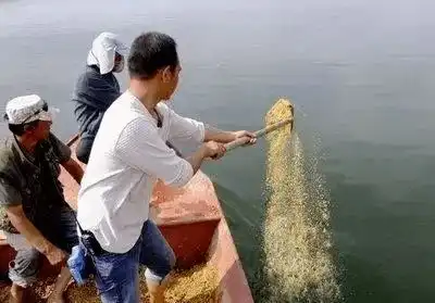 初春自然水域做窝掌握四点,周边大板鲫通通都进窝
