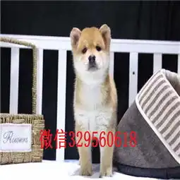 江苏南通哪里有柴犬出售纯种健康的柴犬哪里有多少钱