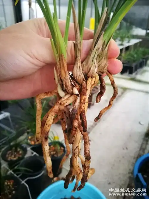 用杜字做的壁纸