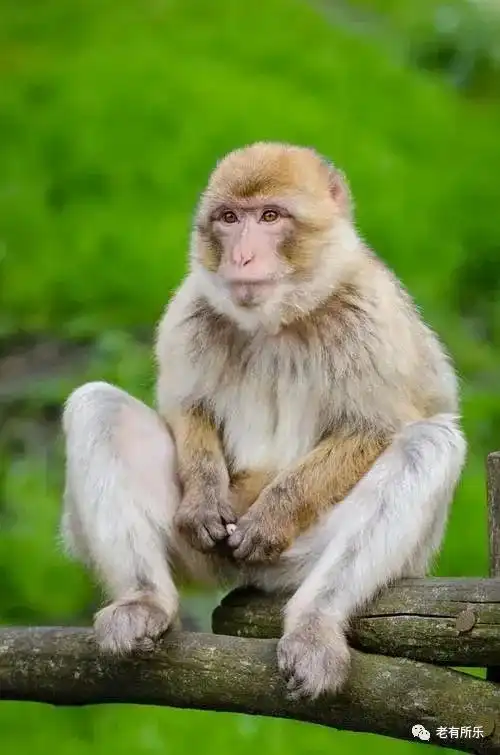 精彩动物照,太有趣了打开看看