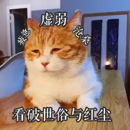 有些猫看起来很社会,但其实是个小可爱
