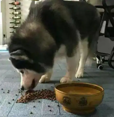 阿拉斯加挑食发脾气被主人骂了一顿之后画风突变一看就是个怂包