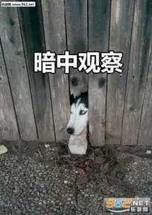 围观狗子暗中观察表情包狗狗暗中观察表情包下载下载无水印乐游网手机下载站