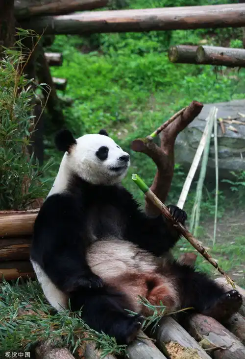 南京红山森林动物园大熊猫慵懒躺平憨态可掬