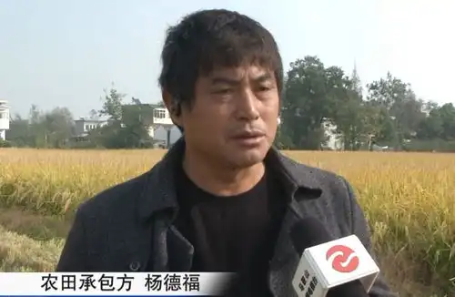 望稻兴叹收割受阻为哪般