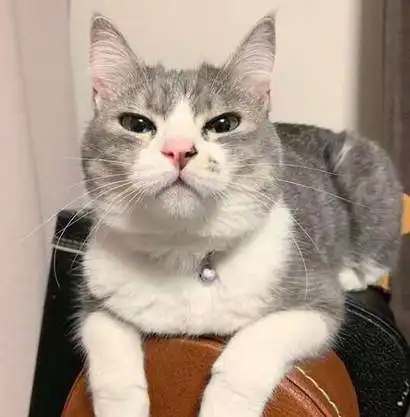 宝位被抢走生闷气,萌猫伸手推开爸爸垮脸爆走,表情亮了