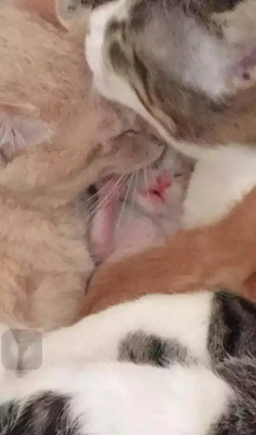 网友家自从有了小宝宝之后,猫咪每次睡觉都要跟小宝宝一起睡