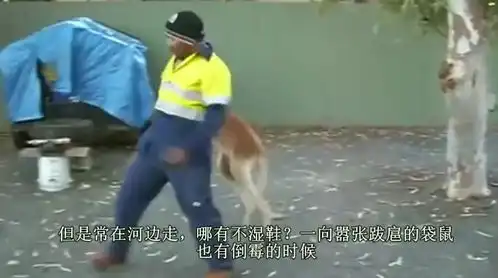 小袋鼠掉进泥坑里,外国男子将其救出来后,这表情一言难尽