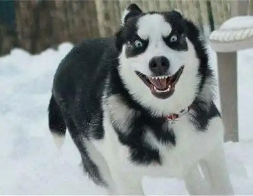 雪橇三傻中的二傻哈士奇