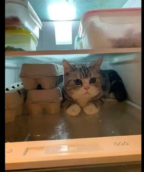 猫咪偷跑进冰箱里,怎么都不出来,还一副可怜兮兮的表情我热
