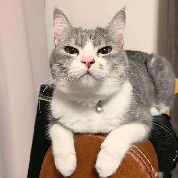 猫咪为了能霸占椅子,一直使用小手段赶走主人