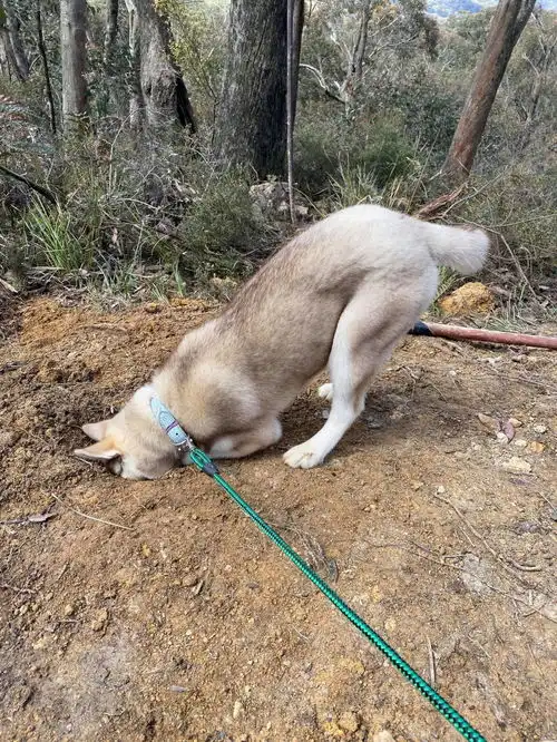 贪玩哈士奇追赶蜜蜂,反被咬成猪头,求救模样可怜又爆笑