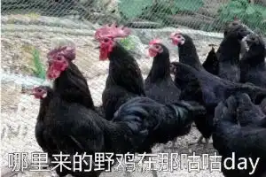 测试一个超长简介的文章