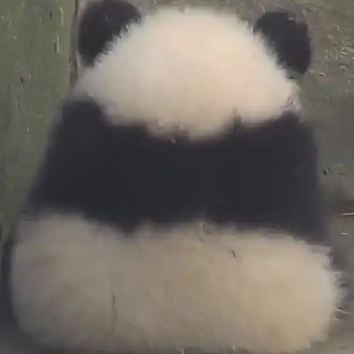 是小熊猫可爱还是大熊猫可爱