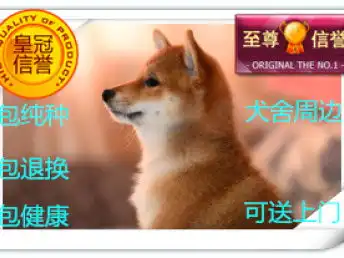图直销精品柴犬温顺易训包健康可上门交易可托运成都宠物狗