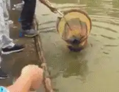 搞笑图片幽默段子笑话老板,这碗牛肉清汤面是不是肉少了一点