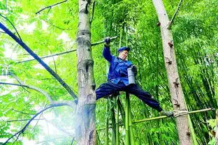 73岁老人深山割漆62年两步从树上飞到另一棵