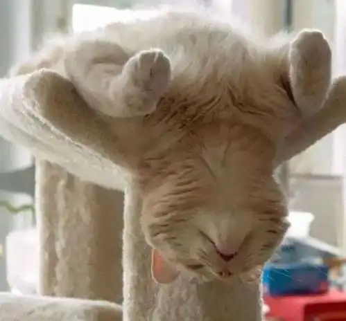 猫咪有哪些奇葩的睡姿看过之后让人忍俊不禁