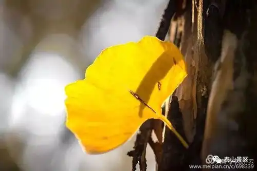 于秋风秋雨中的秋色
