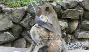 搞笑动物异类恋猴子给猫强硬按摩