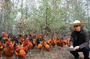 田园养鸡更的心前证监局长养鸡的日子