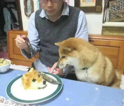 搞笑趣图这是谁家的猪啊,在拱人家的白菜呢