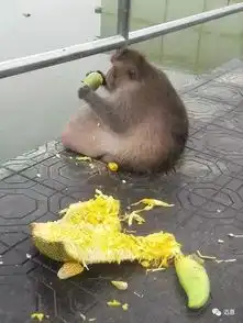 泰猴子网红胖叔因超重被送减肥营
