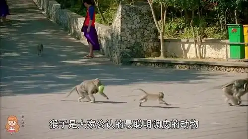 恶搞游客给猴子吃辣椒,猴子当场发狂秒变泼猴