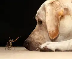 搞笑动物图片