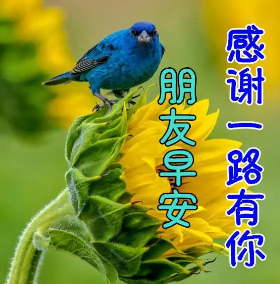 周六早上好问候动态表情图片带字带祝福语,一份温暖,一份祝福