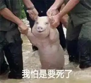 表情包小熊猫整理了一下新发型