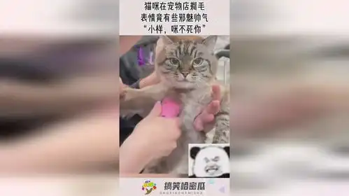 猫咪在宠物店剃毛,表情竟有些邪魅帅气,小样,咪不死你