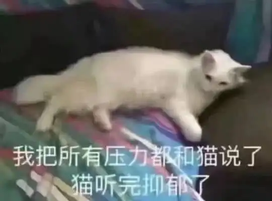 喵什么都是他们的,我这个胖子连脖子都没有