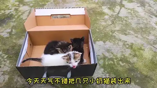 三只小奶猫出门,表情一脸呆萌,真可爱