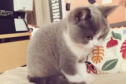 日本小哥养的这只猫,凭什么被一众网友热捧