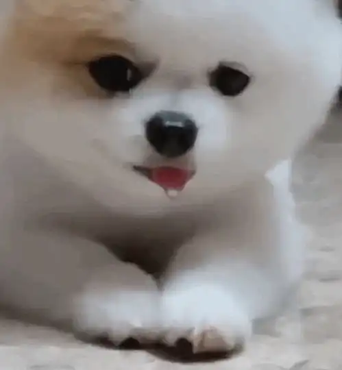 如果你捡到了王一博的手机会怎么办