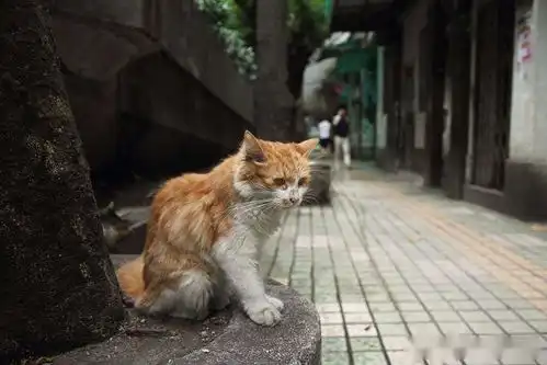 什么猫最容易被抛弃这5种猫,弃养率最高