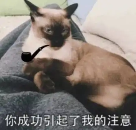 接住,大波猫咪表情包袭来...
