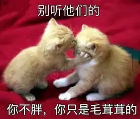 橘猫被说胖后心情低落,小喵赶紧安慰她,网友太暖心了