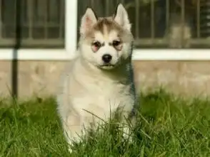 哈士奇犬哪里出售哈士奇图片哈士奇俱乐部