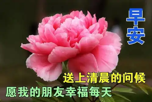 8张最美冬日免打字早上好动画鲜花表情图片创意好看的冬天早安问候祝福动态图片鲜花带字