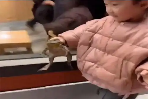 这个玩具有点虎2岁萌娃徒手抓牛蛙,边走边玩无所畏惧