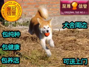 哪里出售腊肠纯种腊肠多少钱