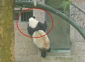 为了一根胡萝卜,大熊猫敲开小卖部窗户撒娇卖萌
