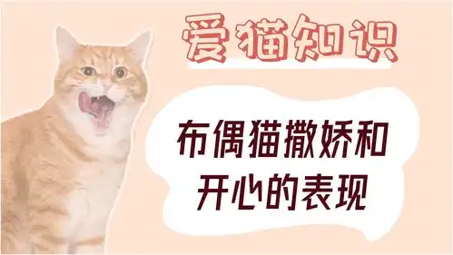 布偶猫撒娇和开心的表现