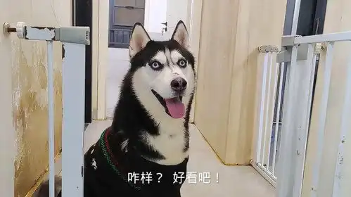 夏天给掉毛的哈士奇穿上棉袄,二哈cpu马上烧了,太搞笑了