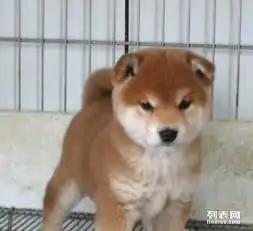 高品质限时活动国外引进,赛级秋田犬,带证书,签协议