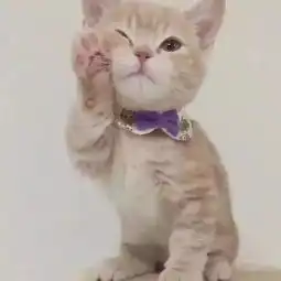 twitter上有只猫猫靠浴照走红,葛优躺歪头杀全被玩坏,还有什么它干不出来