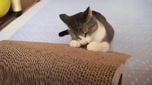 狸花猫心情不好,橘猫只是路过都无辜被一顿吊打