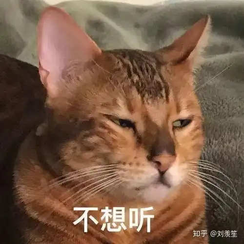 猫咪不听话怎么办